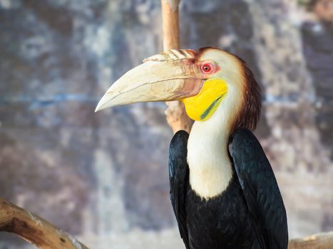 Wreathed hornbill, Scientific name "Rhyticeros undulatus" bird