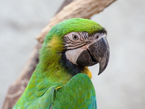 Blue and Gold macaw, Scientific name "Ara ararauna" bird