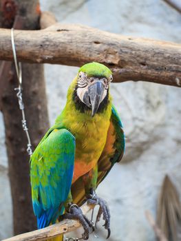 Blue and Gold macaw, Scientific name "Ara ararauna" bird