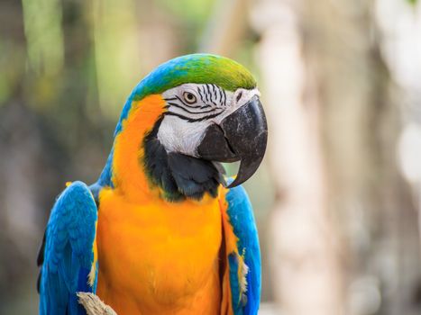 Blue and Gold macaw, Scientific name "Ara ararauna" bird