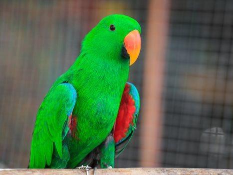 Eclectus parrot, Scientific name "Eclectus roratus" bird