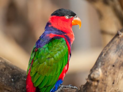 Black-capped lory, Scientific name "Lorius lory" bird