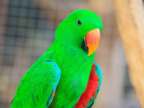 Eclectus parrot, Scientific name "Eclectus roratus" bird