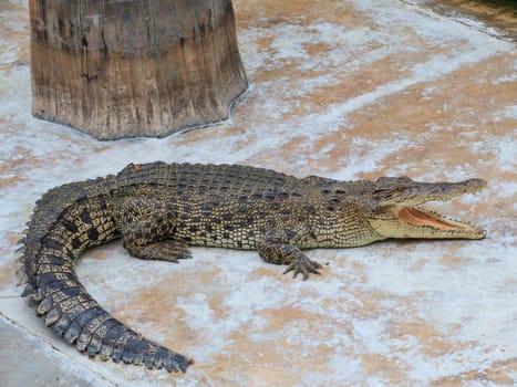 crocodile