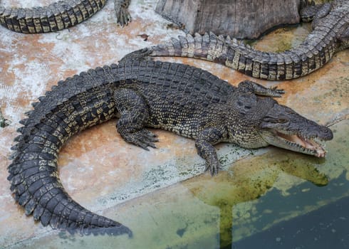 crocodile