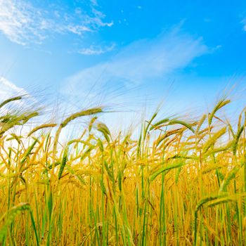 Wheat field against blue sky