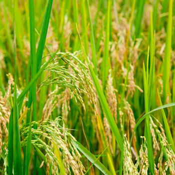 Ripening rice in a paddy field close up
