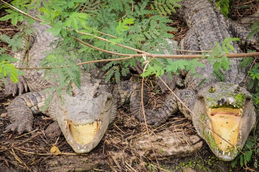 couple crocodile waiting for victim