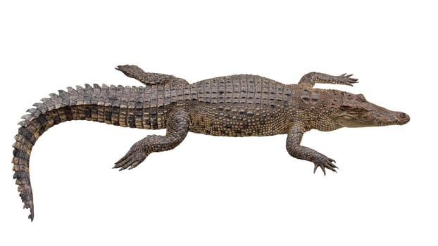 crocodile isolate on white background