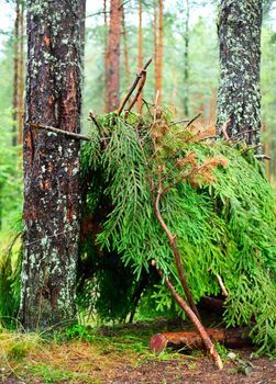 Empty shelter of branches in a pinewood after rain