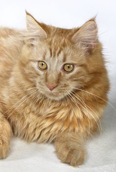 portrait of a young red Maine Coon Cat in light back