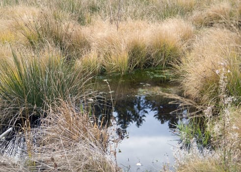 detail of a swamp in Southern Germany at autumn time