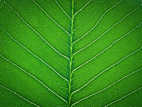 green leaf texture