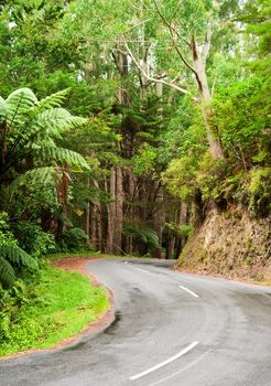Winding road through a rainforest, New Zealand