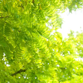 Sun shining through green leaves in a rainforest in New Zealand