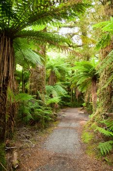 Pathway through rainforest at New Zealand