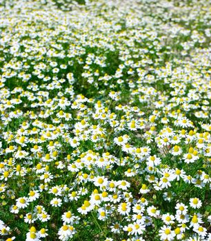 Field of blooming chamomile flowers