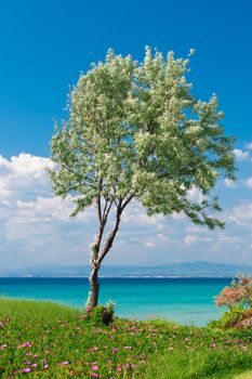 Olive tree at sunny Greek seaside