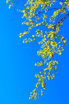 Fresh birch tree foliage against clear blue sky at spring