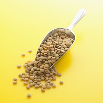 Lentils in Scoop