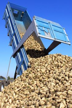 a farmer in a field of sugar beets