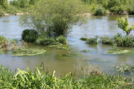 photograph of a river or a river bordered of trees and vegetations