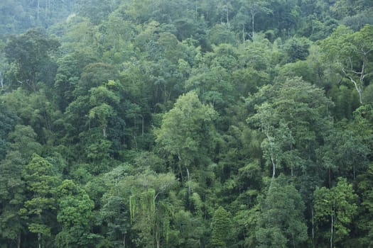 Green forest background
