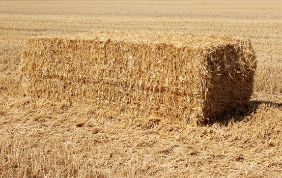 A bundle of straw in a field of wheat crop