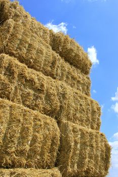 many haystacks piled on a field of wheat