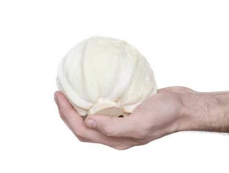 hand holding cabbage vegetable isolated on white background