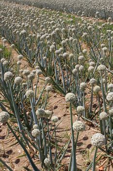A field of onions in perspective for organic farming