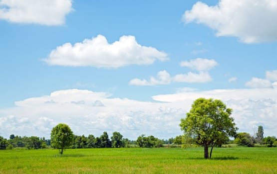 Alone Tree at farm and field for agriculture background