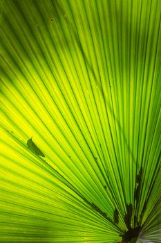 Palm Leaf Pattern using as nature background