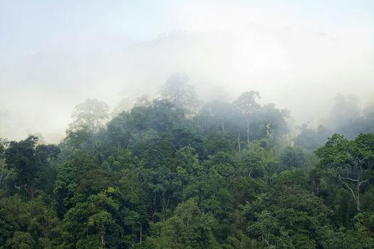 Green forest background