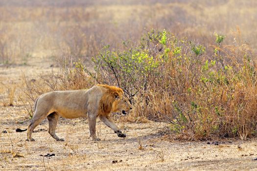 Wild lion in the African Savannah, Tanzania