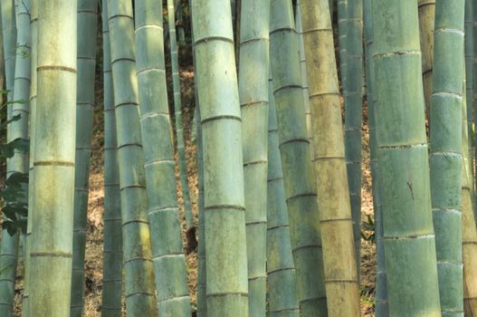soft and light bamboo forest background; focus on front poles
