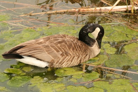 An adult Canada Goose swimming in a marsh and feeding on algae in spring in Winnipeg, Manitoba, Canada