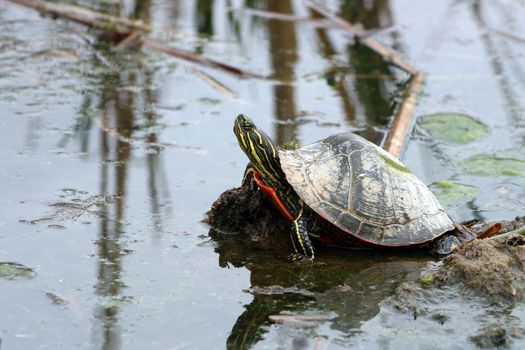 A Western Painted Turtle reflected in the water of a marsh while standing on a mud flat in spring in Winnipeg, Manitoba, Canada







A Western Painted Turtle