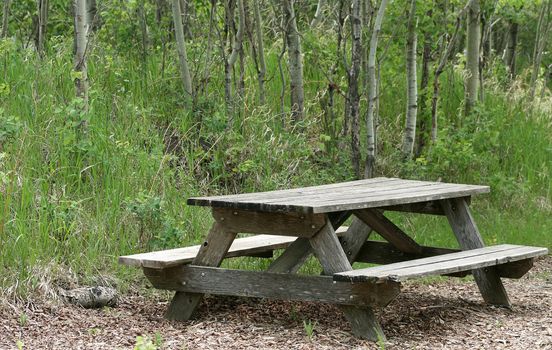 A weathered wooden picnic table standing in a forest of birch trees in spring in Winnipeg, Manitoba, Canada