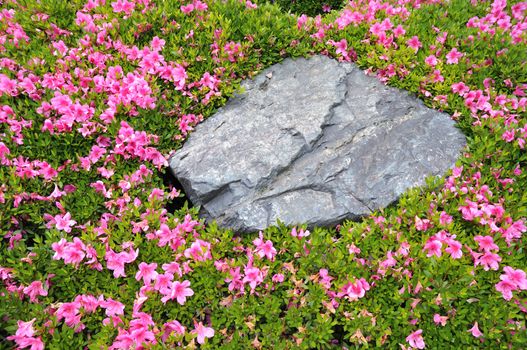 blossom azalea flowers around black lava rock in japanese zen garden, Tokyo, Japan