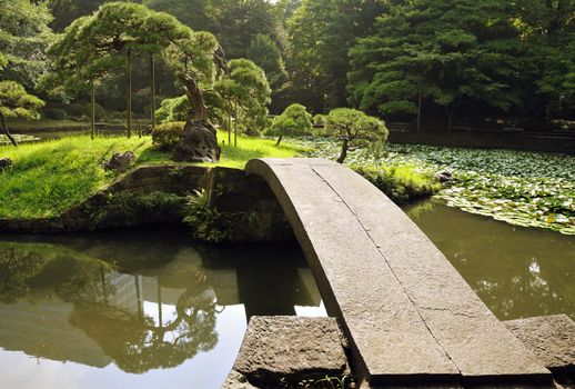 stone bridge and scenic pine tree in famous Tokyo zen garden Korakuen at hot bright summer day