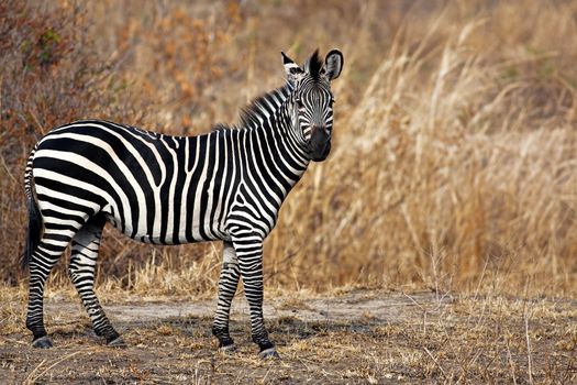 African Zebra standind in the dry savannah, Mikumi, Tanzania