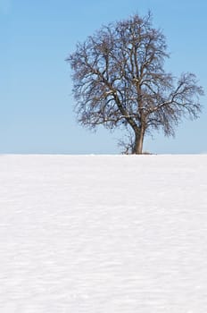 tree with snow