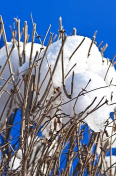 snowy bush