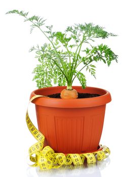 Fresh young carrot in plastic pot over a white background