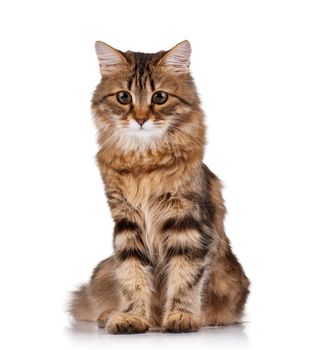 Cute young Siberian cat on white background