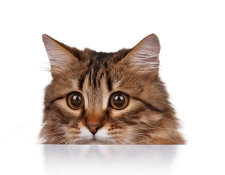 Cute young Siberian cat on white background