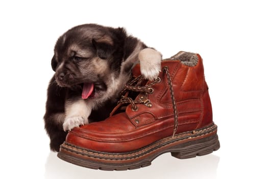 Cute puppy with old boot on a white background