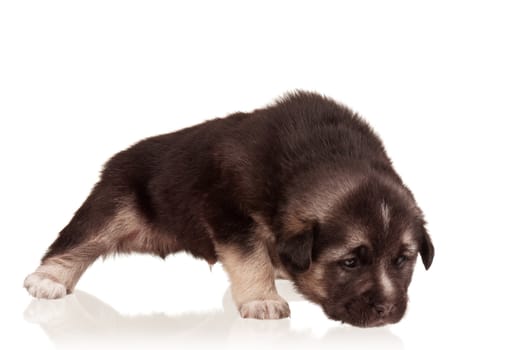 Cute puppy of 3 weeks old on a white background