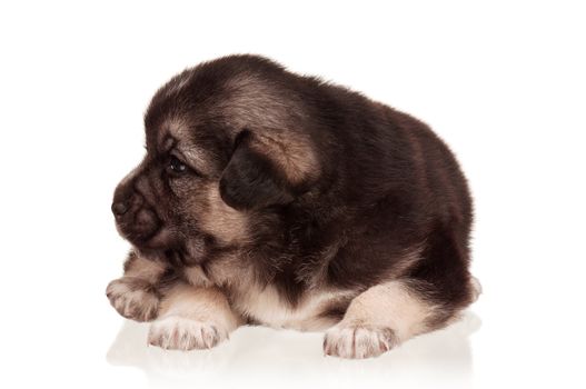 Cute puppy of 3 weeks old on a white background